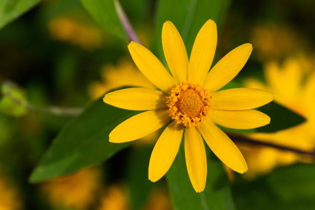 closeup of melampodium flower