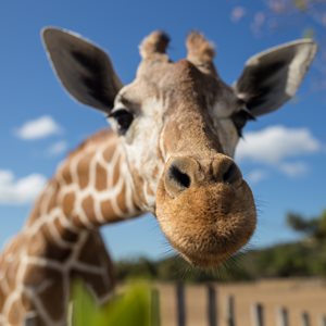 Giraffe Neck Facts