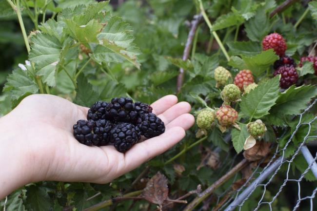 Dark purple blackberry fruit held in hand next to blackberry plant with light green and red fruit