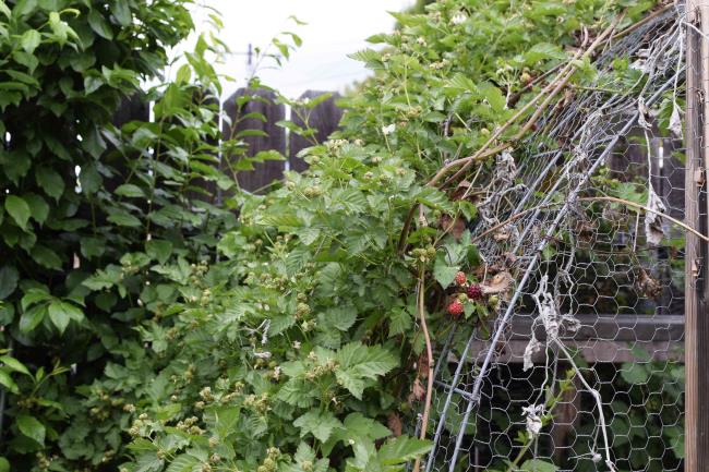 Blackberry plant vines growing over me<em></em>tal arch in garden