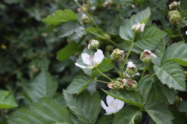 Blackberry plant with small white flowers, flower buds and light green fruit buds