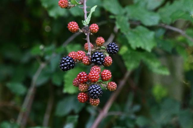 Blackberries on stem