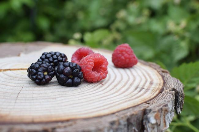 Dark purple and red blackberry fruit on cut tree surface