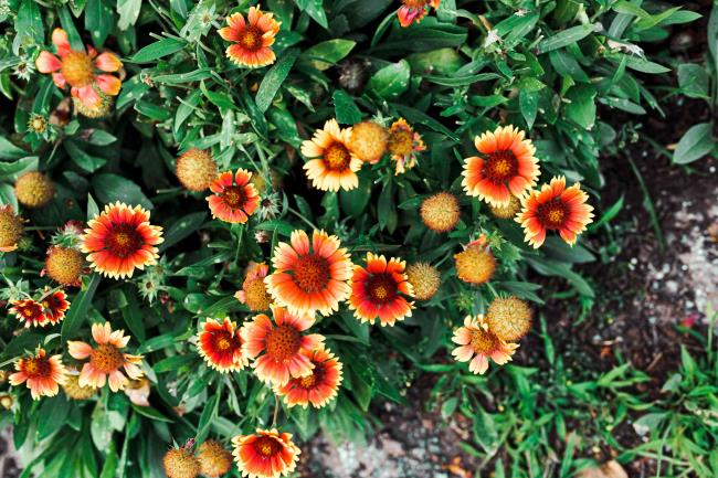 blanket flowers