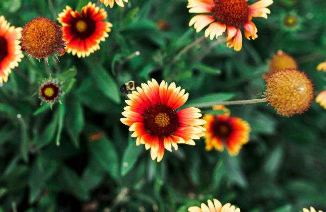 closeup of blanket flowers