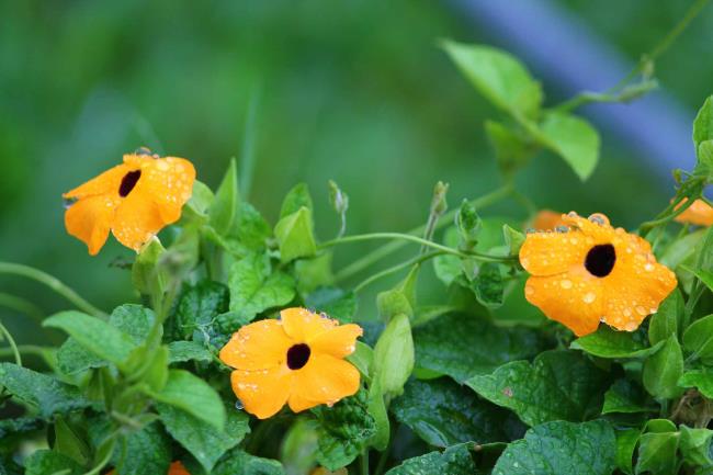 yellow thunbergia alata