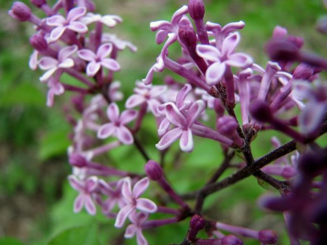 Bloomerang lilac