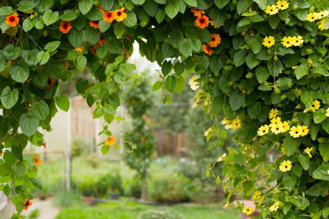 Black eyed susan vine