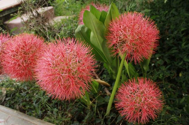 Blood lily (scadoxus multiflorus) plants in bloom