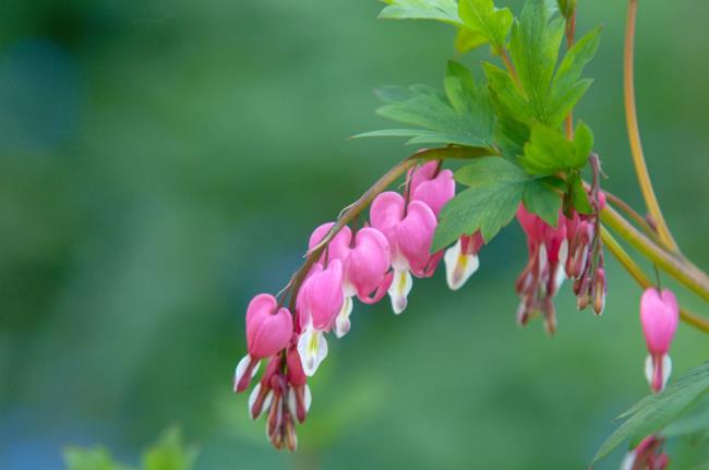 bleeding hearts