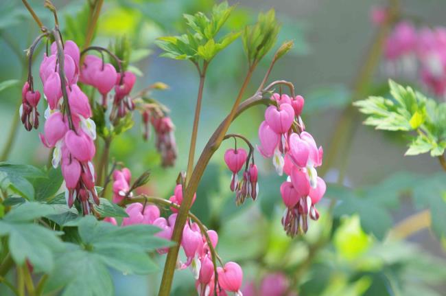 bleeding hearts