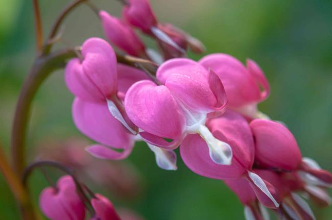 closeup of bleeding hearts