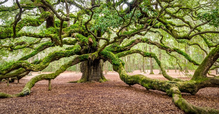 Interesting Angel Oak Tree Fact