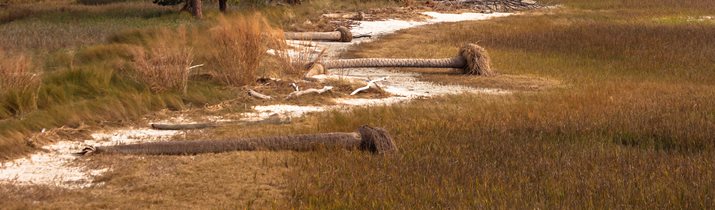 Interesting Sandhills Fact