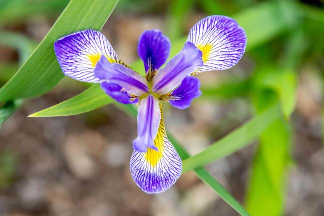 Northern blue flag flower with purple stripes and yellow petals closeup