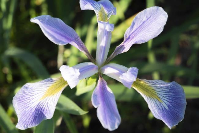 Southern blue flag iris