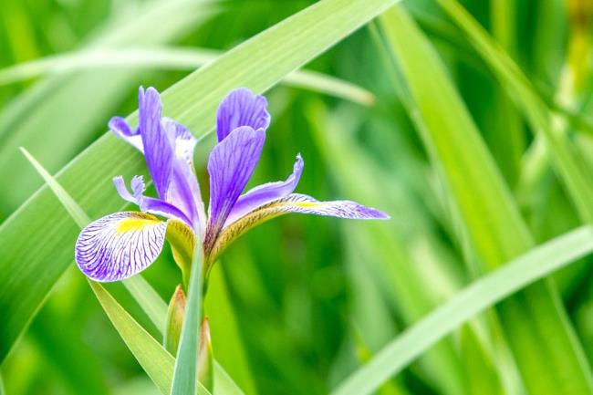 Northern blue flag plant with purple and yellow flowers surrounded by sword-like leaves closeup