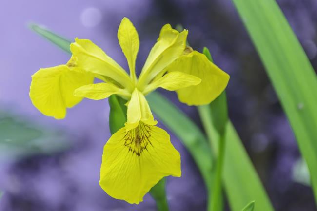 Yellow iris