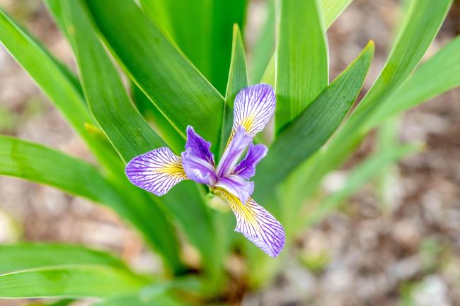 Northern blue flag flower with purple striped and yellow petals with leaves from above