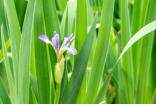 Northern blue flag plant with purple striped flowers surrounded by sword-like leaves