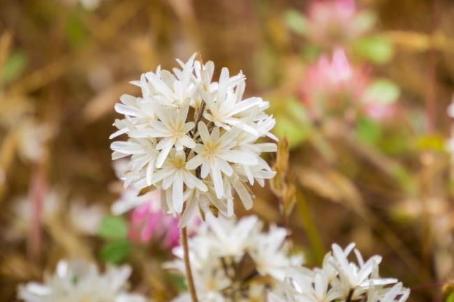 Blow-wives (Achyrachaena mollis) wildflowers